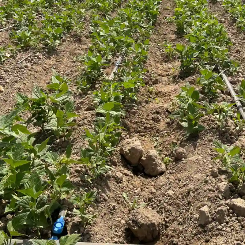 لوبیا با نوار تیپ