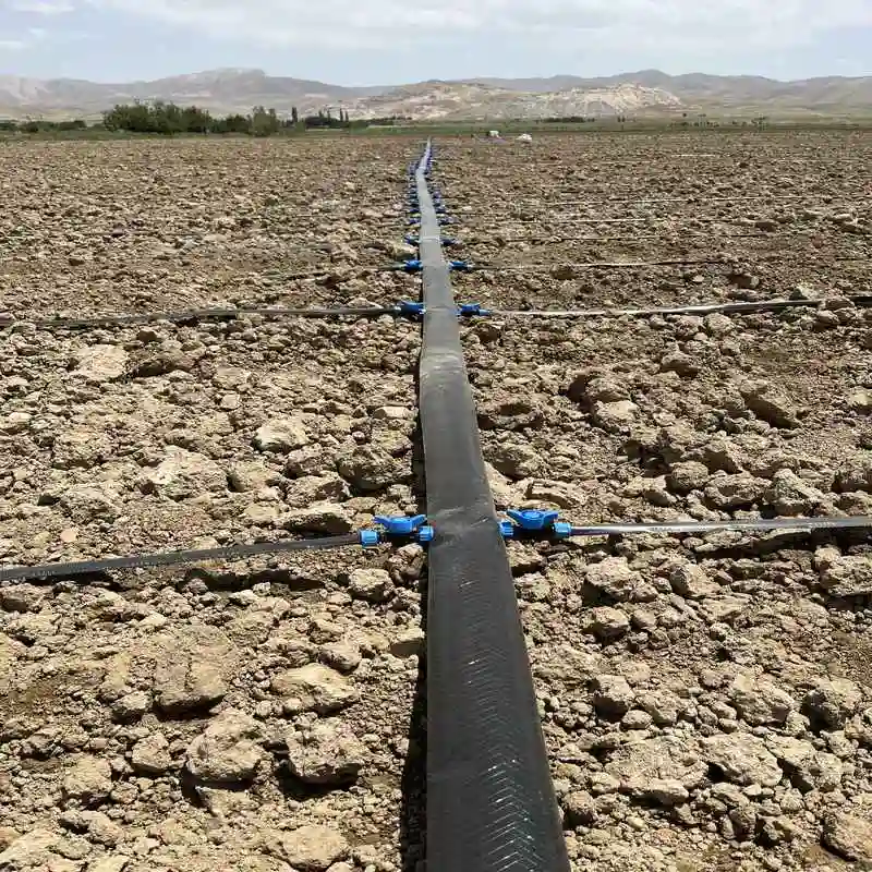 فاصله ردیف های کاشت لوبیا 70 سانت