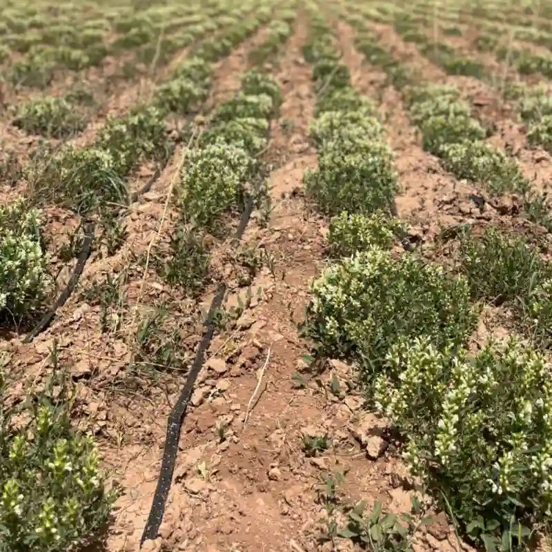 گیاه دارویی کاشته شده با نوار تیپ