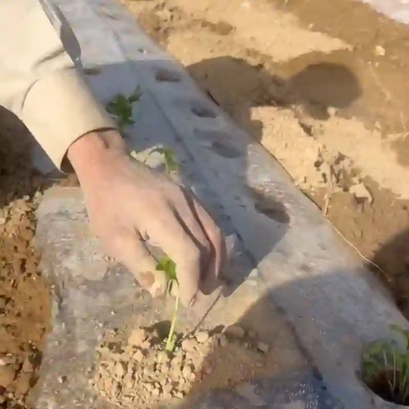 نایلون کاشاورزی برای کشت فلفل
