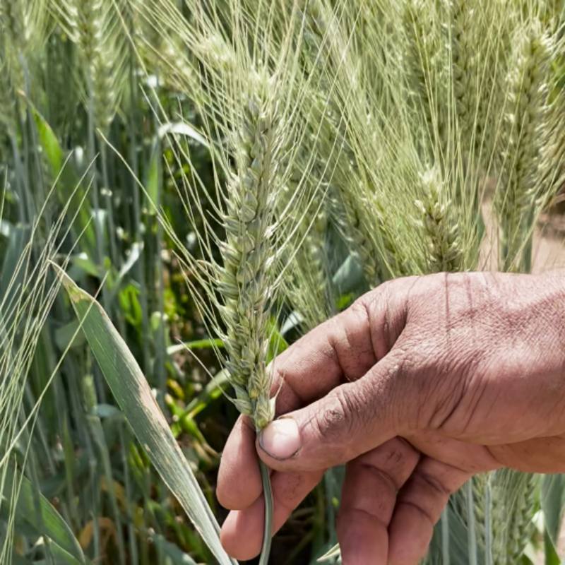 wheat-333