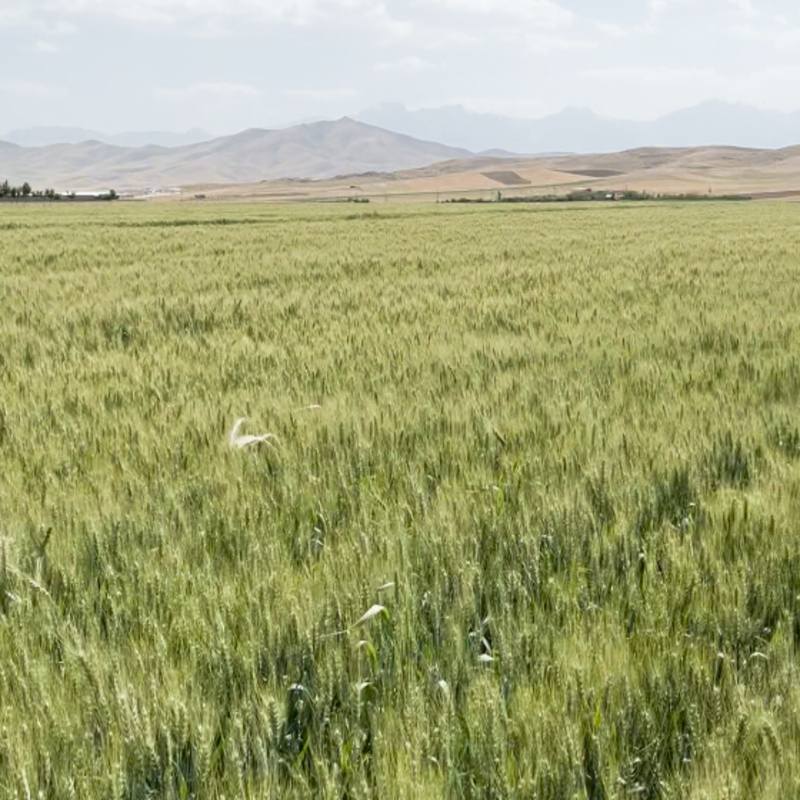 wheat-99