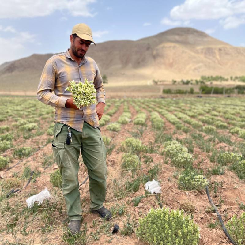 آقای ابیض کشاورز گیاهان دارویی