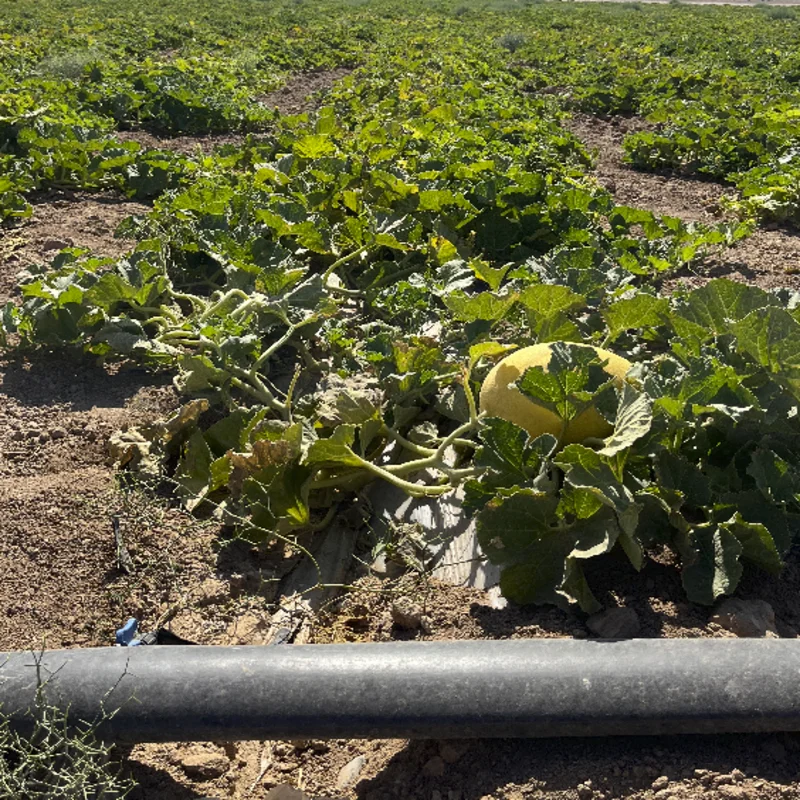 خربزه کاشته شد با نوار تیپ