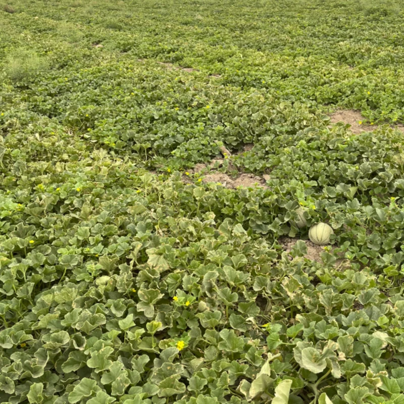 ملون کاشت شده با نوار تیپ