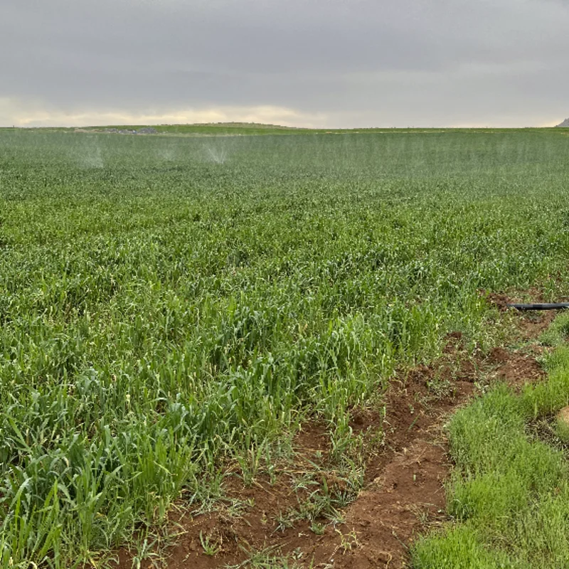 گندم کاشته شده با لوله مه پاش