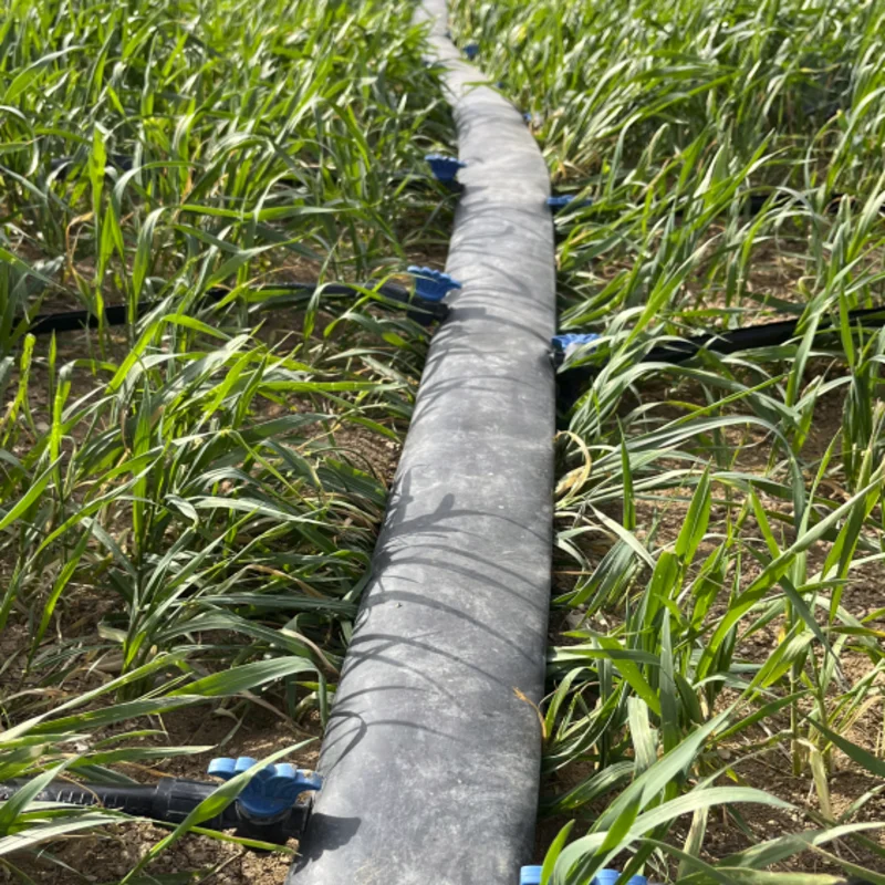 گندم کشت شده با نوار تیپ